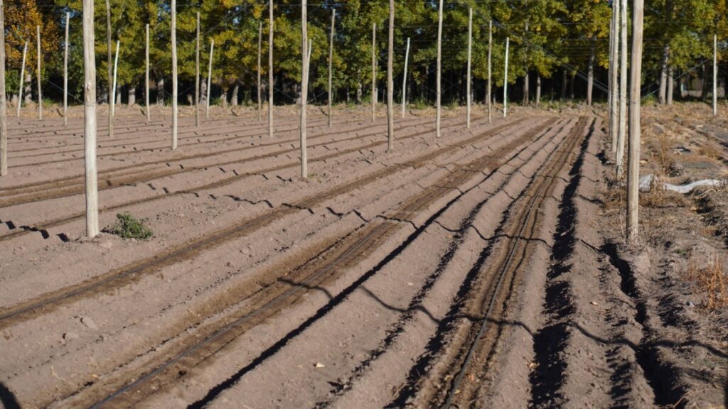 Finca Modelo Faraón da inicio a la siembra de invierno